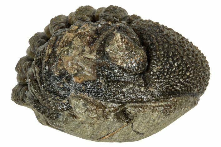 Wide, Enrolled Morocops Trilobite - Morocco #347249